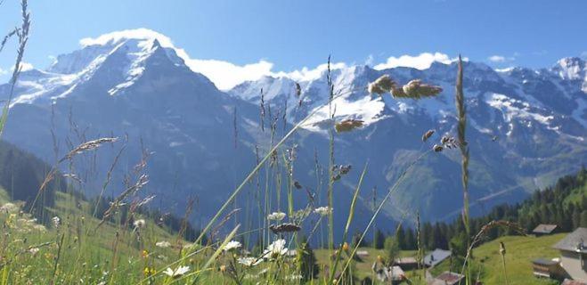 Sonnenberg Dormitories Murren Luaran gambar